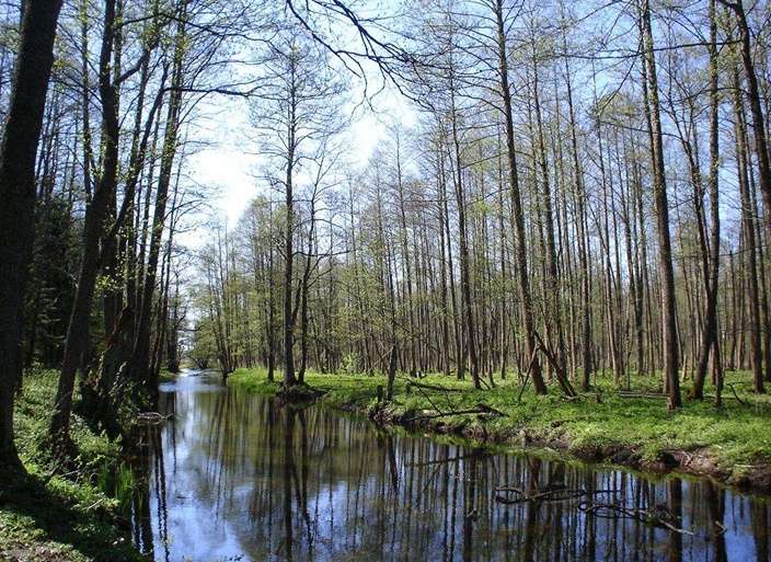 別洛韋日自然保護區比亞沃韋紮森林 Belovezhskaya Pushcha  Biaowiea Forest