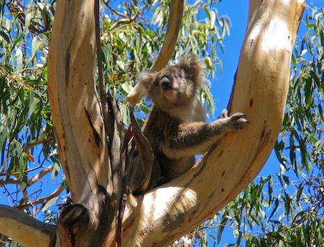 考拉保育中心 Koala Conservation Centre