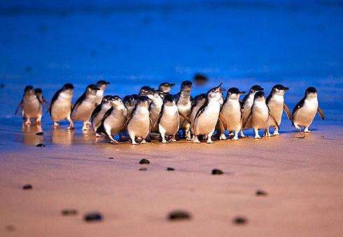 企鵝島自然生態保護區 Penguin Parade