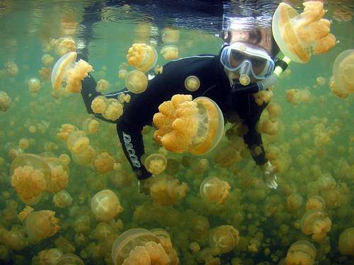 水母湖 Jellyfish Lake