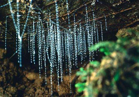 懷托摩螢火蟲洞 Waitomo Caves