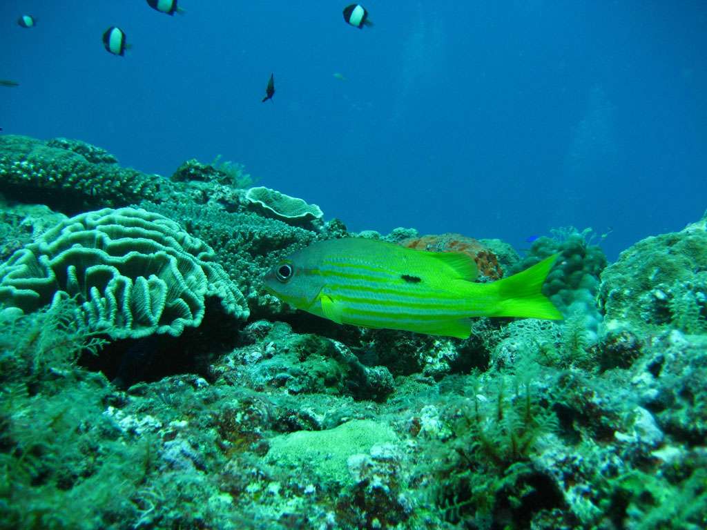 甯格羅暗礁群 Ningaloo Reef