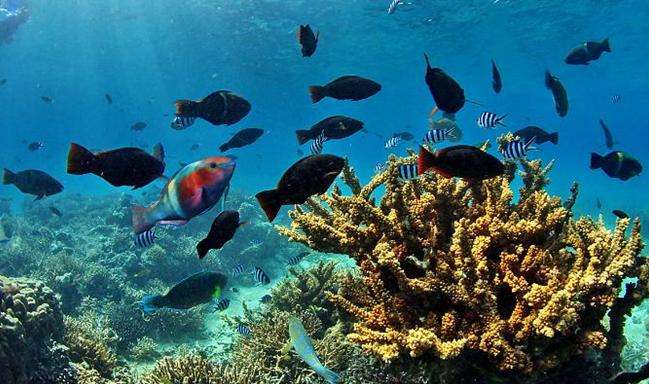 新赫里多尼亞瀉湖 Lagoons of New Caledonia: Reef Diversity and Associated Ecosystems