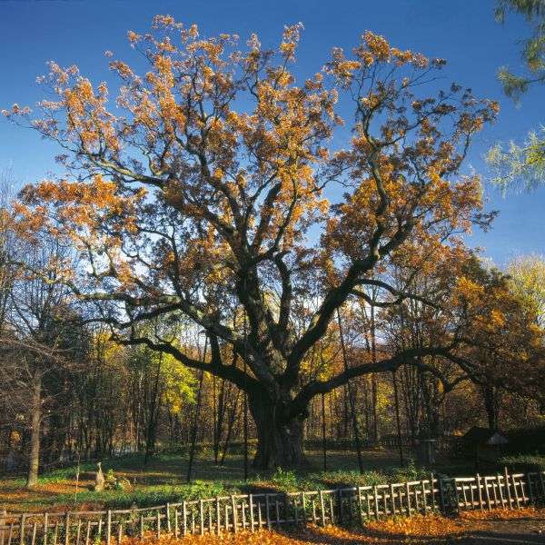 鮑爾泰克橡樹 Bartek Oak Tree