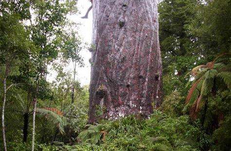 懷波瓦貝殼杉森林 Waipoua Forest