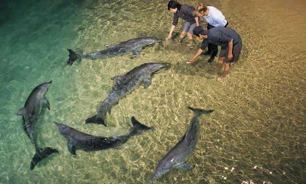 天閣露瑪野生海豚度假村 Tangalooma Wild Dolphin Resort