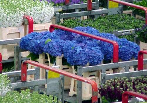 阿斯米爾鮮花拍賣市場 Aalsmeer Flower Auction