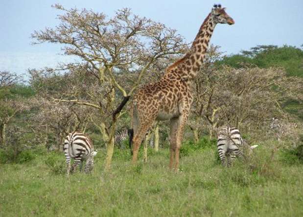 塞倫蓋蒂國家公園 Serengeti National Park