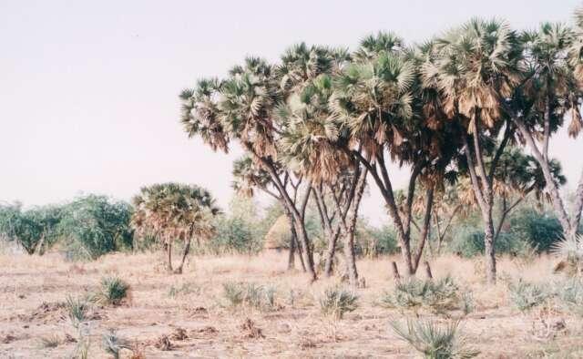 尼日爾“W”國家公園 W National Park of Niger