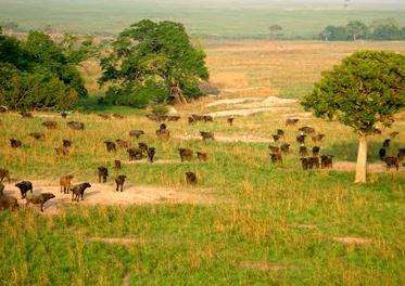 加蘭巴國家公園 Garamba National Park