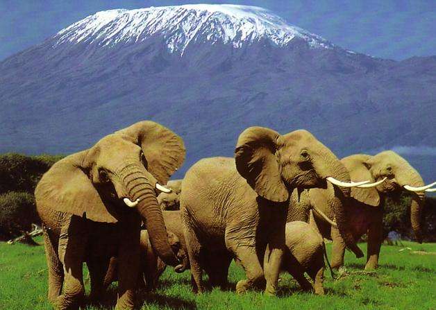 肯亞山-裡瓦野生動物保護區 Mount Kenya-Lewa Wildlife conservancy