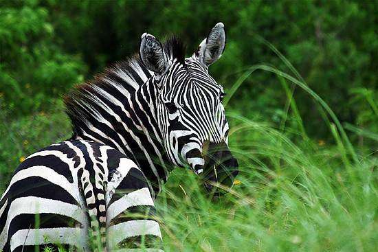 阿魯沙國家公園 Arusha National Park