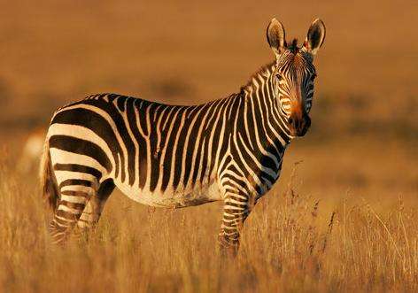 山斑馬國家公園 Mountain Zebra National Park