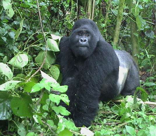 姆加新加大猩猩國家公園 Mgahinga Gorilla National Park
