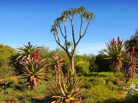 卡魯沙漠國家植物園 Karoo Desert National Botanical Garden