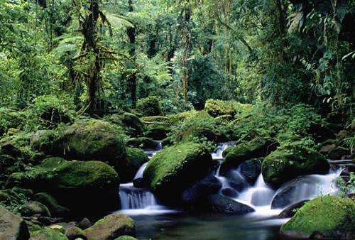 蒙特沃德雲霧森林保護區 Monteverde Cloud Forest Reserve