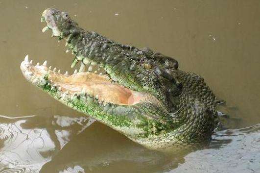 達爾文鱷魚公園 Crocodylus Park Darwin