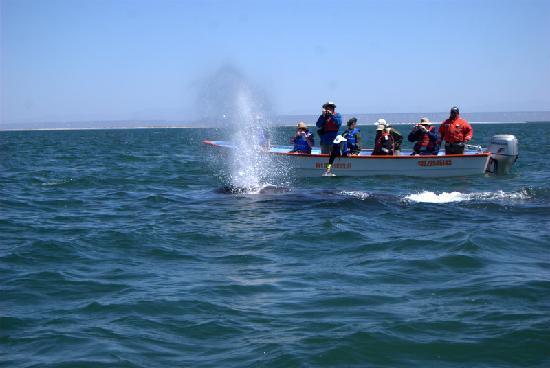 埃爾比斯開諾鯨魚禁漁區 Whale Sanctuary of El Vizcaino