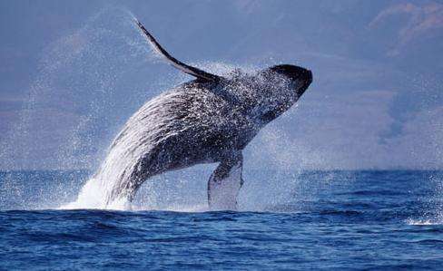 夏威夷座頭鯨國家海洋保護區 Hawaiian Islands Humpback Whale National Marine Sanctuary