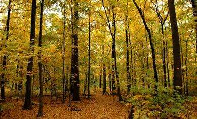 魏斯曼森林自然保護區 Wesselman Woods Nature Preserve