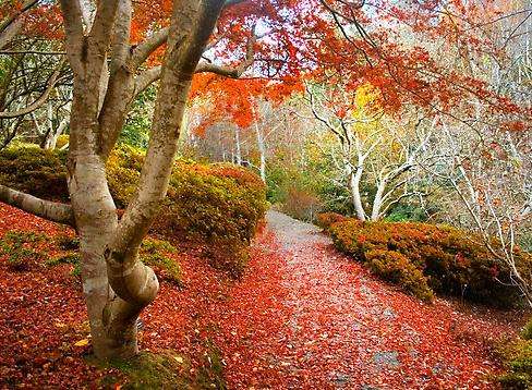 洛夫締山植物園 Mount Lofty Botanic Garden