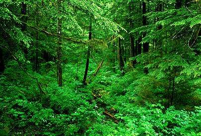 通加斯國家森林 Tongass National Forest