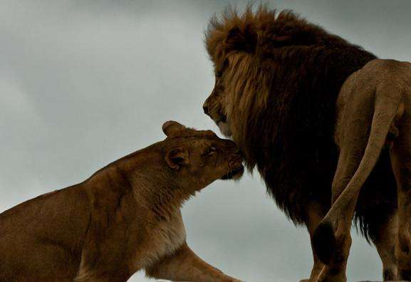非洲野生動物園 African Lion Safari