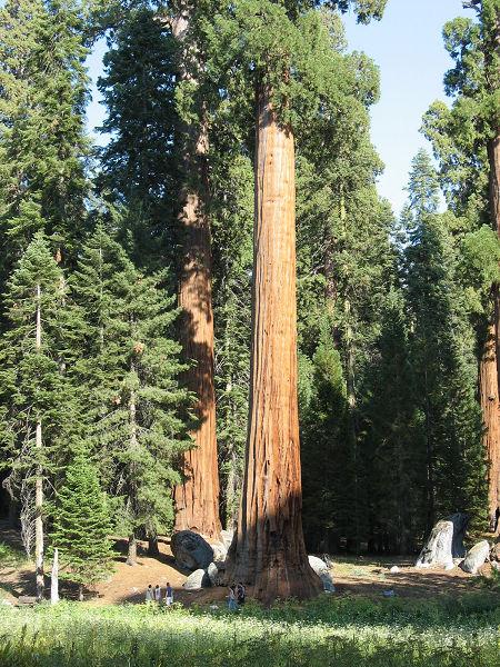 紅杉國家公園 Redwood National and State Parks