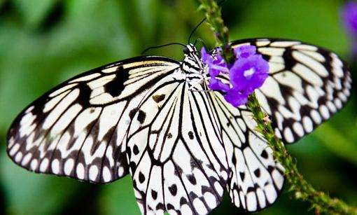 尼亞加拉蝴蝶溫室園 Niagara Parks Butterfly Conservatory