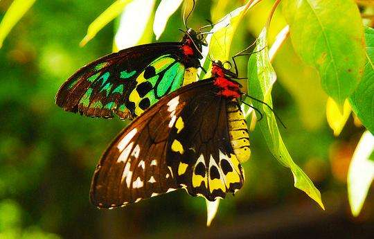 蝴蝶世界 Butterfly World