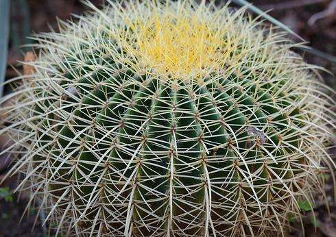 亞利桑那仙人掌植物園 Arizona Cactus Garden