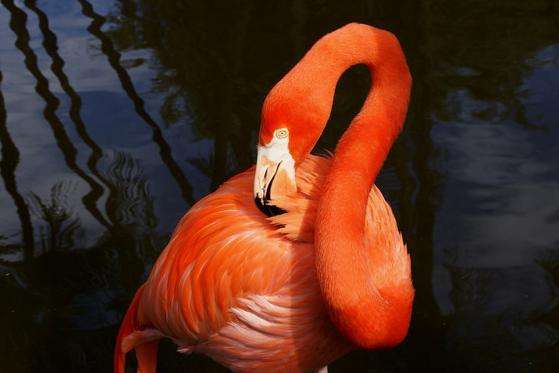 弗萊明哥花園 Flamingo Gardens