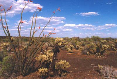 厄爾比那喀提和德阿爾塔大沙漠生物圈保護區 El Pinacate and Gran Desierto de Altar Biosphere Reserve