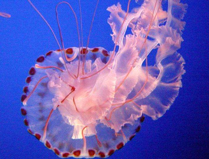 蒙特雷灣水族館 Monterey Bay Aquarium