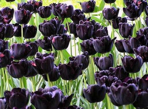 黑鬱金香博物館 Black Tulip Museum