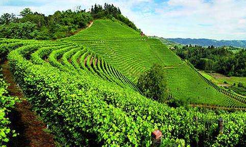皮埃蒙特的葡萄園景觀 The Vineyard Landscape of Piedmont: Langhe-Roero and Monferrato