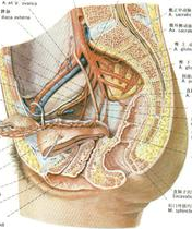 盆腔淤血綜合征 慢性盆腔被動性淤血綜合癥 卵巢 盆腔淤血