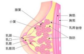乳腺導管擴張癥 閉塞性乳腺炎 粉刺性乳腺炎 漿細胞性乳腺炎