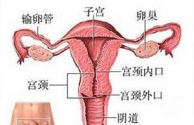功能性子宮出血 功血 功能失調性子宮出血 異常性子宮出血
