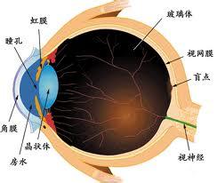 視網膜脫落 原發性視網膜脫離 視網膜剝離
