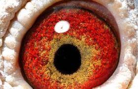視網膜炎 黃斑病變Rieger中心性視網膜炎青年性出血