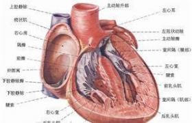 新生兒心肌炎 新生兒感染性心肌病