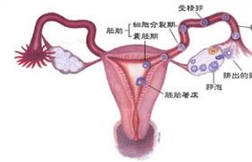 輸卵管性不孕 輸卵管炎癥性不孕