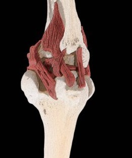 十字韌帶損傷 Cruciate ligament injury