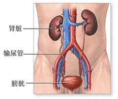 實體腫瘤的腎損害 實體腫瘤的腎臟損害