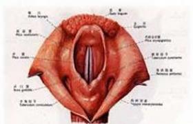 陰道粒細胞肉瘤