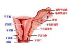 子宮頸肉瘤