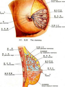 乳腺導管瘤