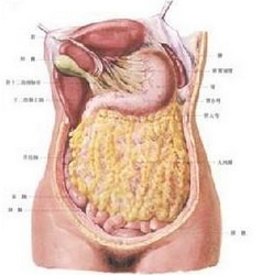 原發性腸系膜腫瘤