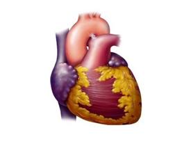 心室撲動和心室顫動 心室撲動和心室纖維性顫動